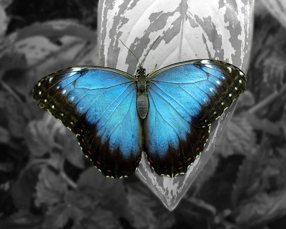 Beautiful butterflies