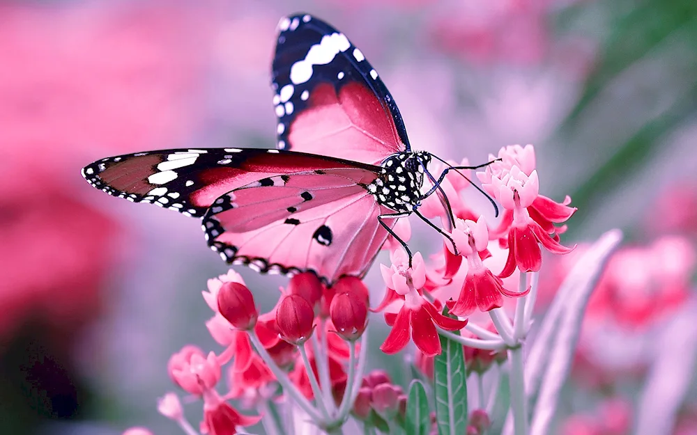 Beautiful butterflies