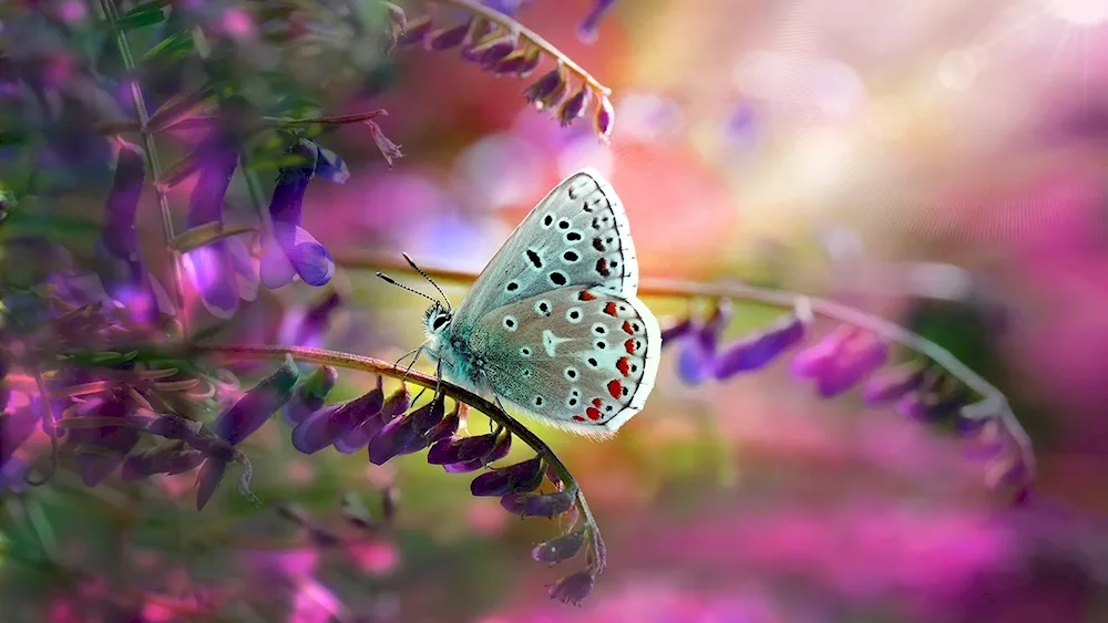 Beautiful butterflies