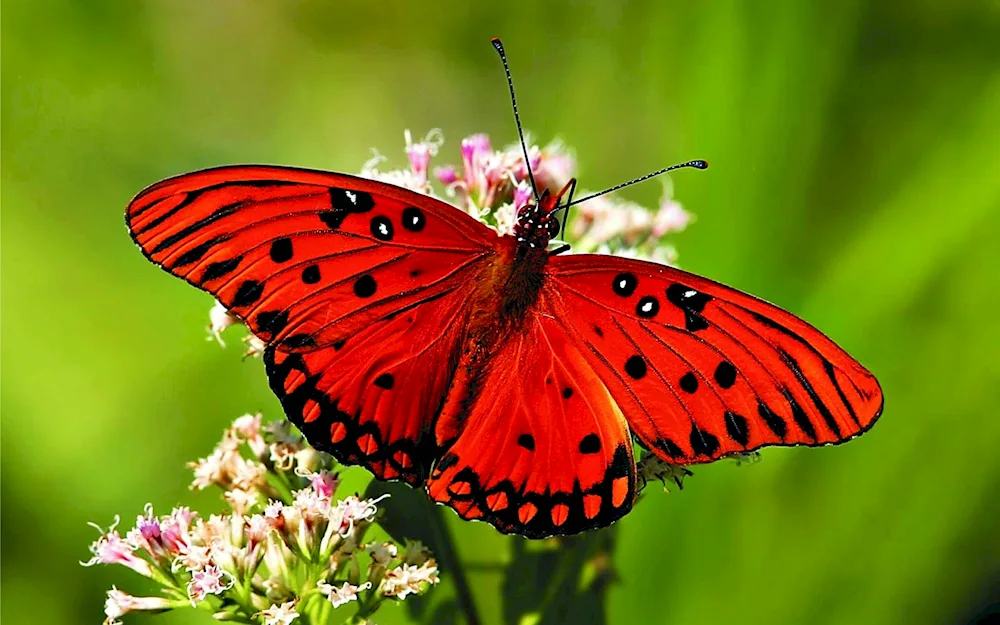 Beautiful butterflies