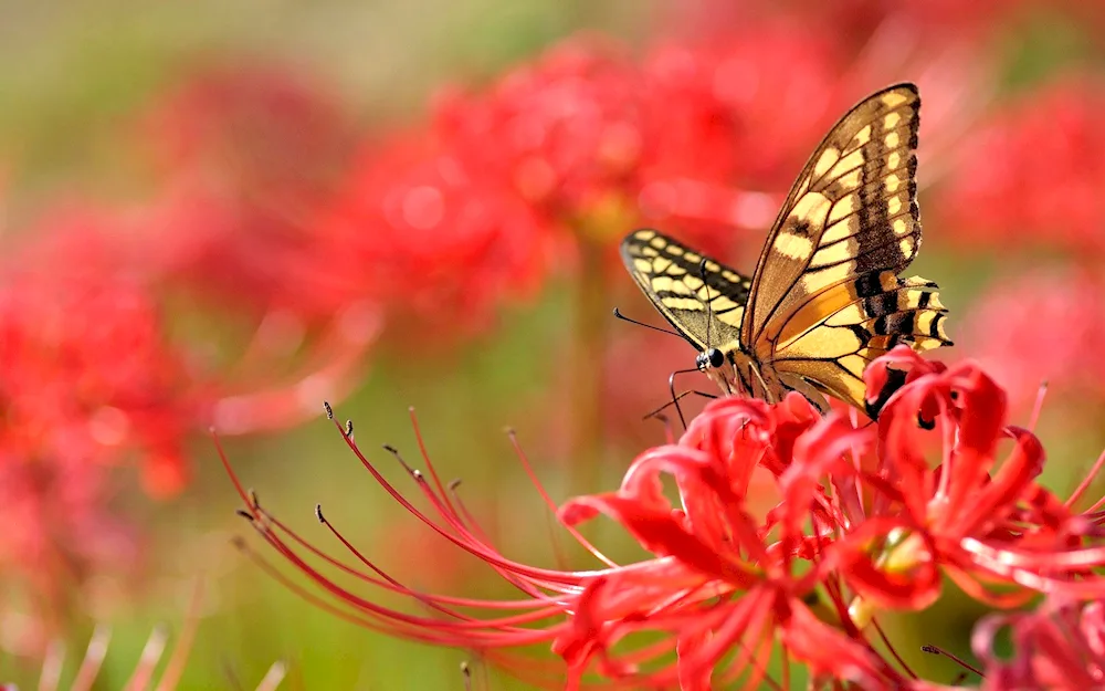 Beautiful butterflies