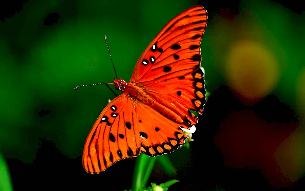 Red Butterfly