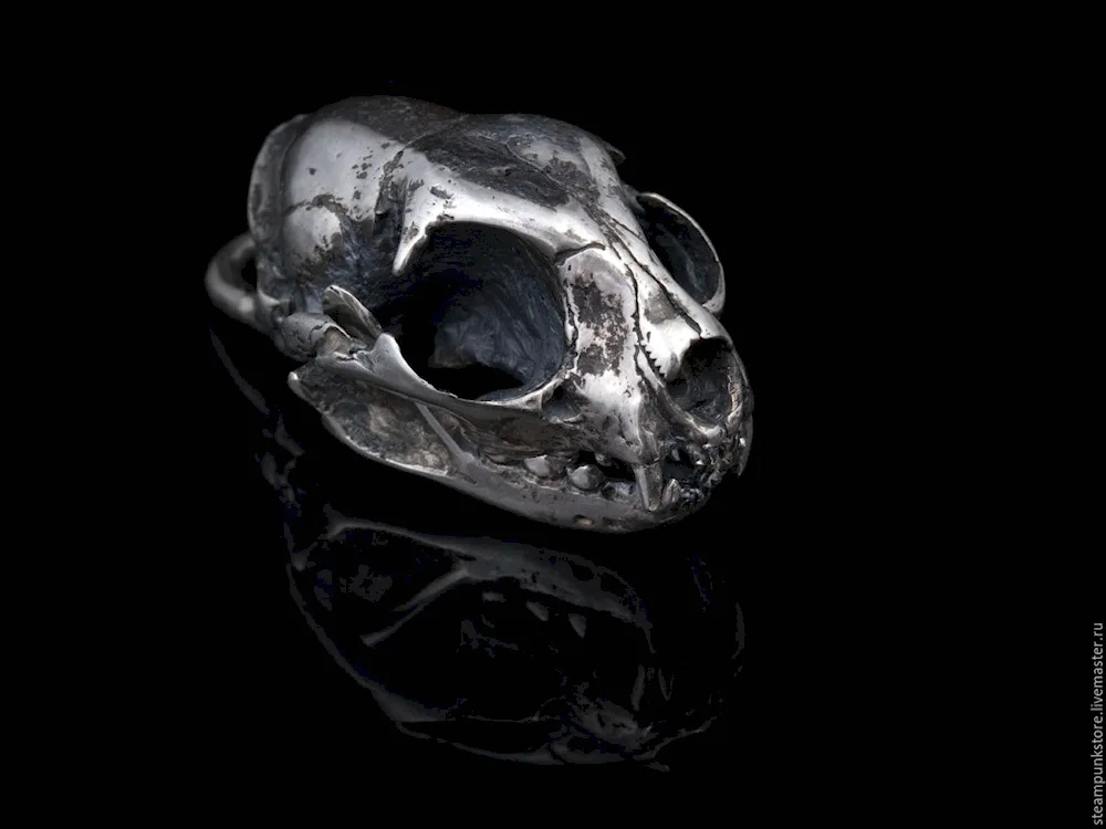 Beautiful animal skulls