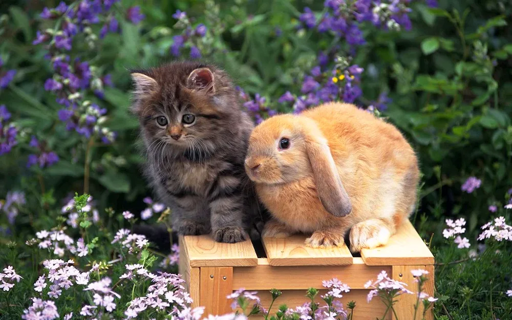 Kitten and bunny