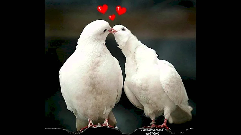 Beautiful Doves