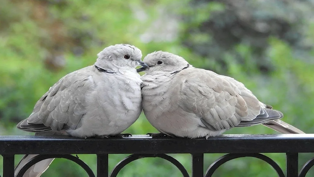 The most beautiful pigeons