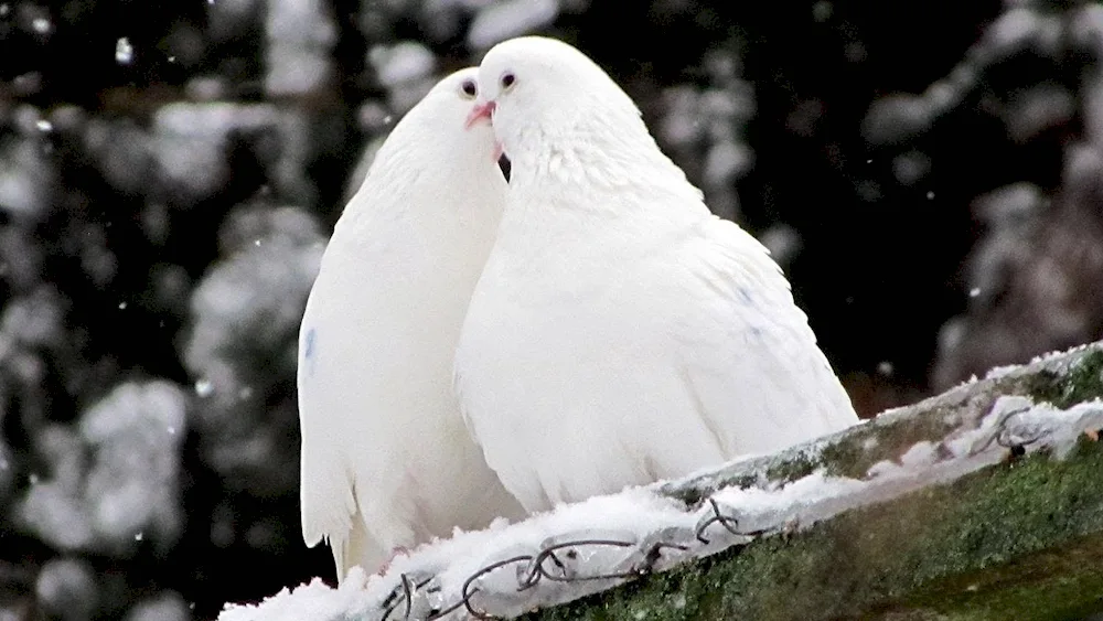 Beautiful pigeons