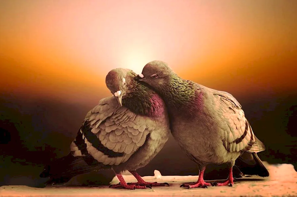 Beautiful pigeons