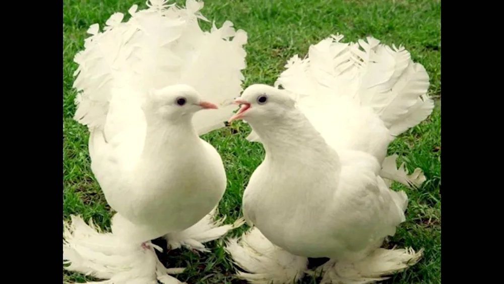 Beautiful pigeons