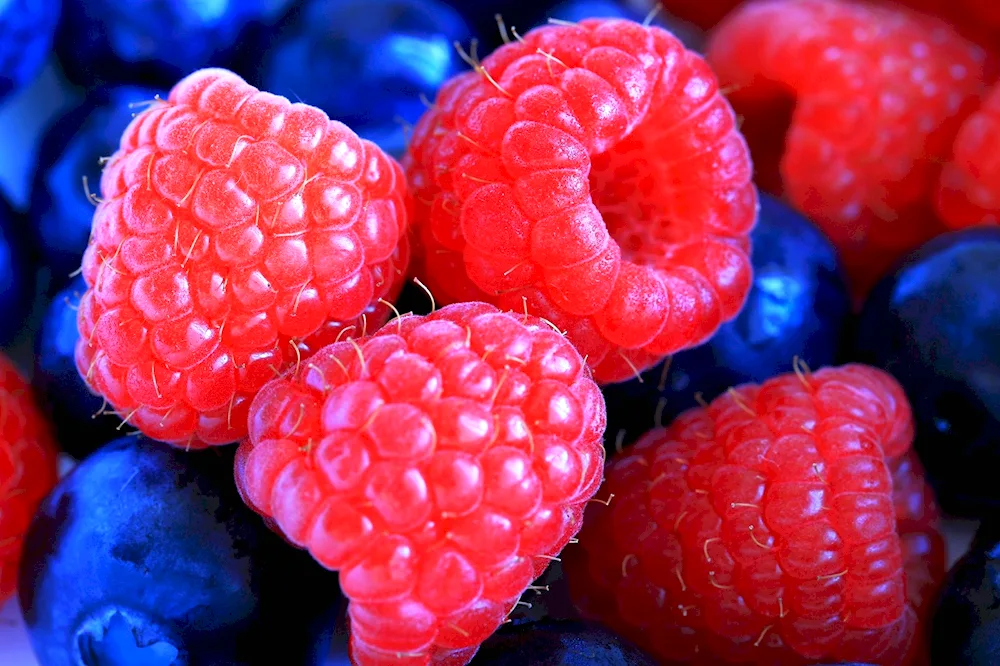 Blueberry 1 berry