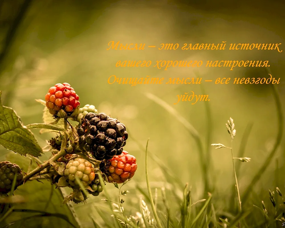 Beautiful berries