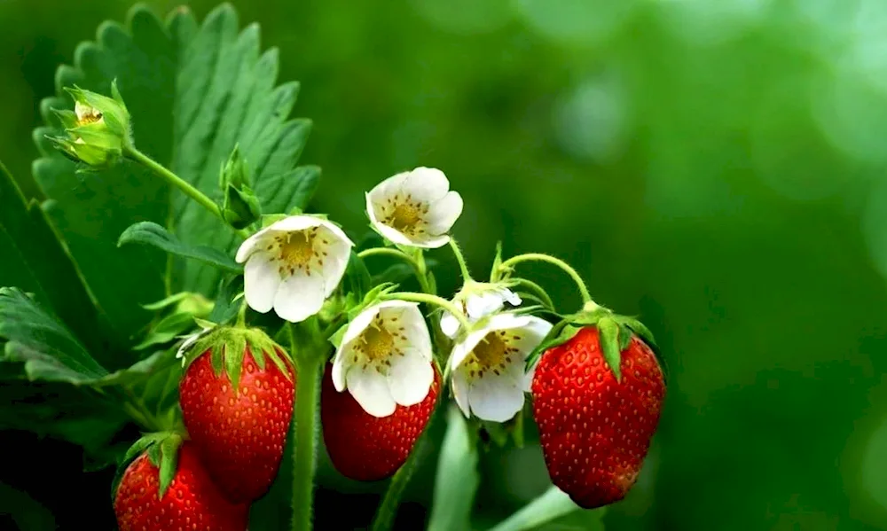 Beautiful berries