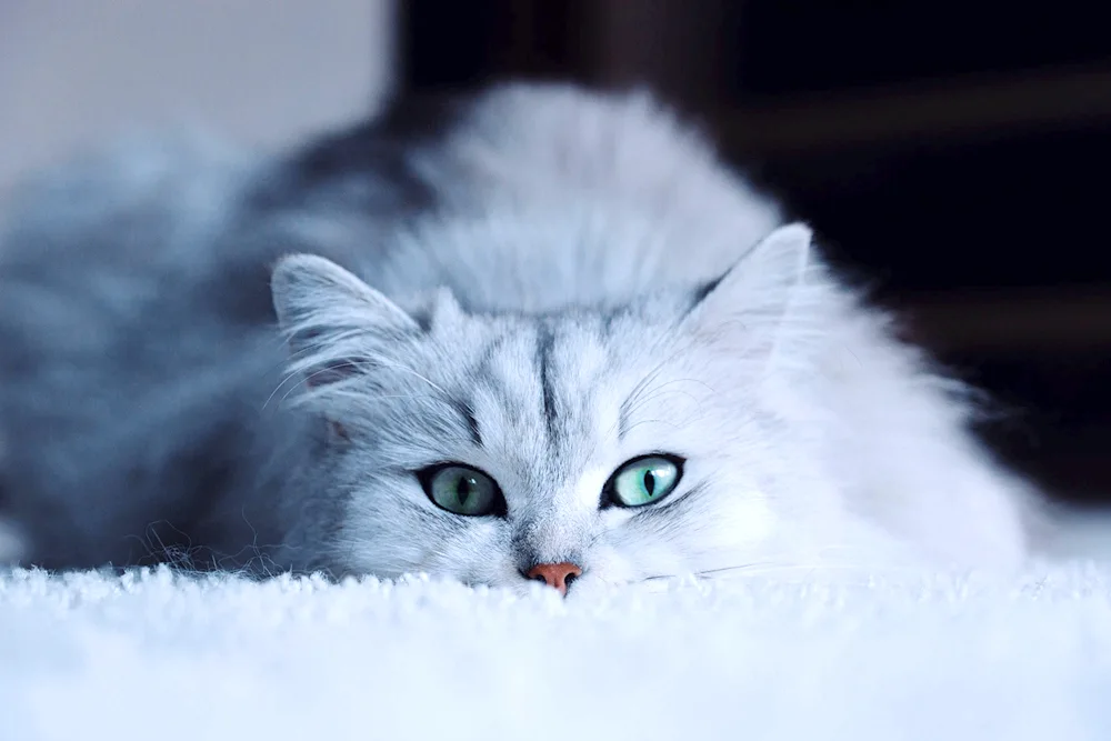 Persian chinchilla cat grey