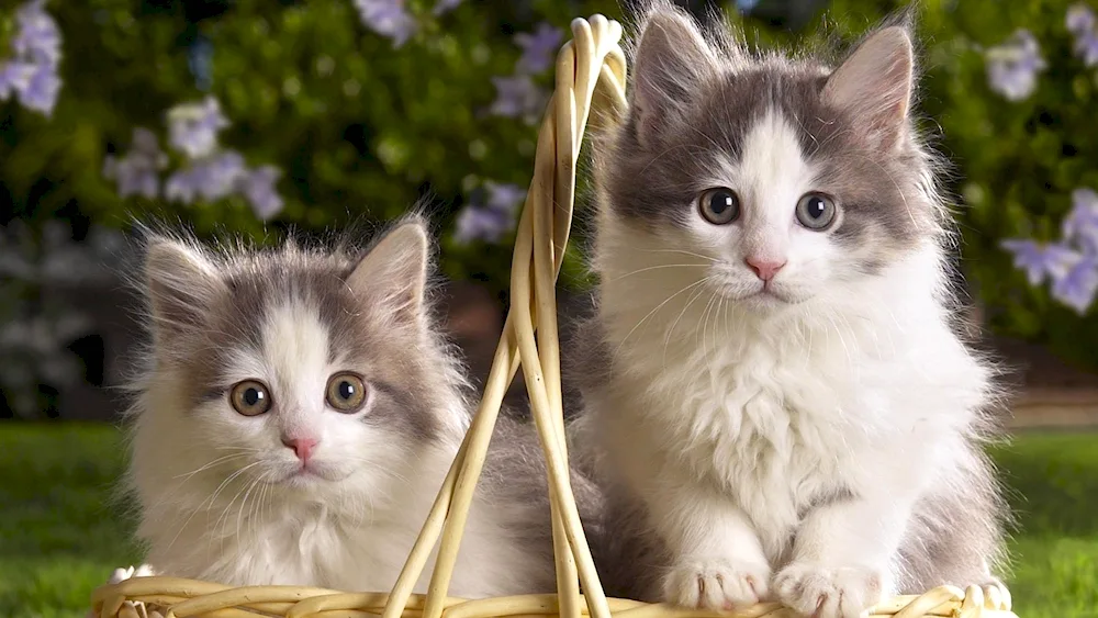 Beautiful cats