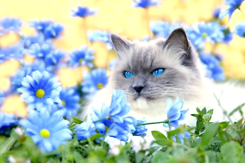 Cat with flowers