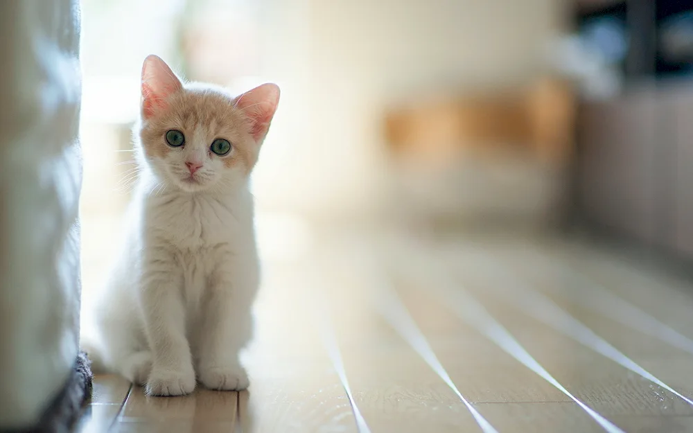 Turkish angora cat