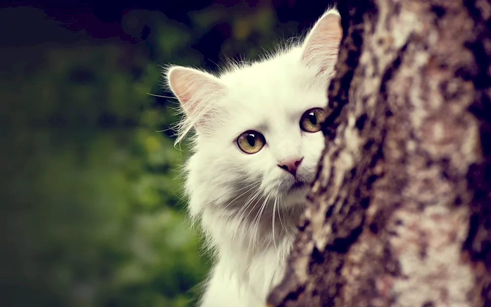 White kitten