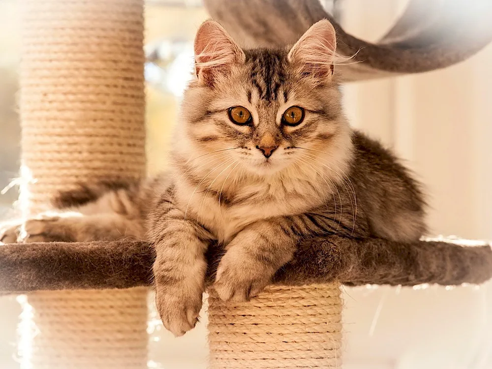 Maine Coon