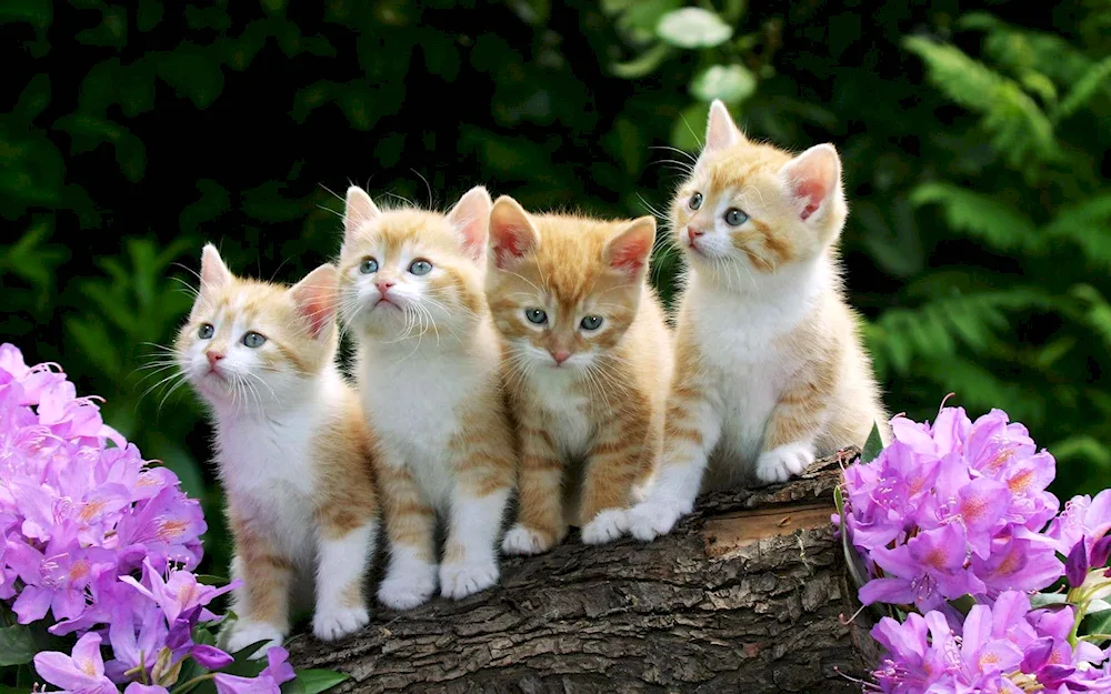 Beautiful cats