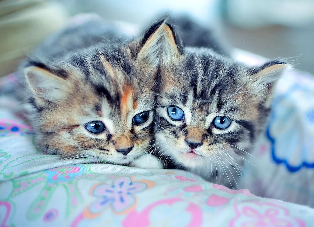 Beautiful kittens