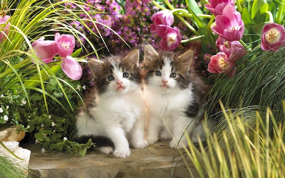 Beautiful kitties