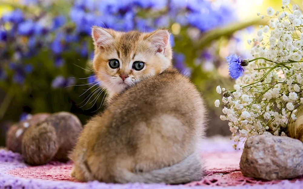 Cat in flowers