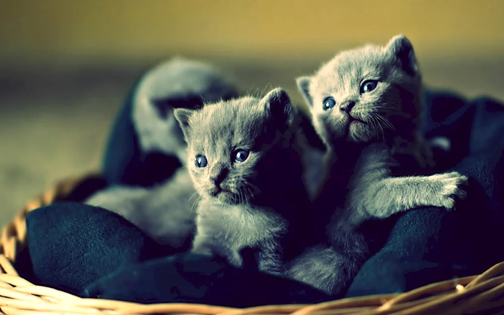 Beautiful kittens. kittens