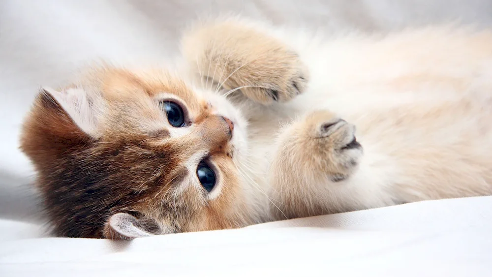 Furry cat