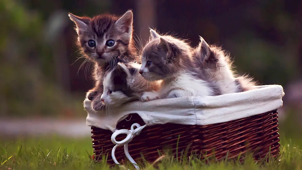 Cute kittens