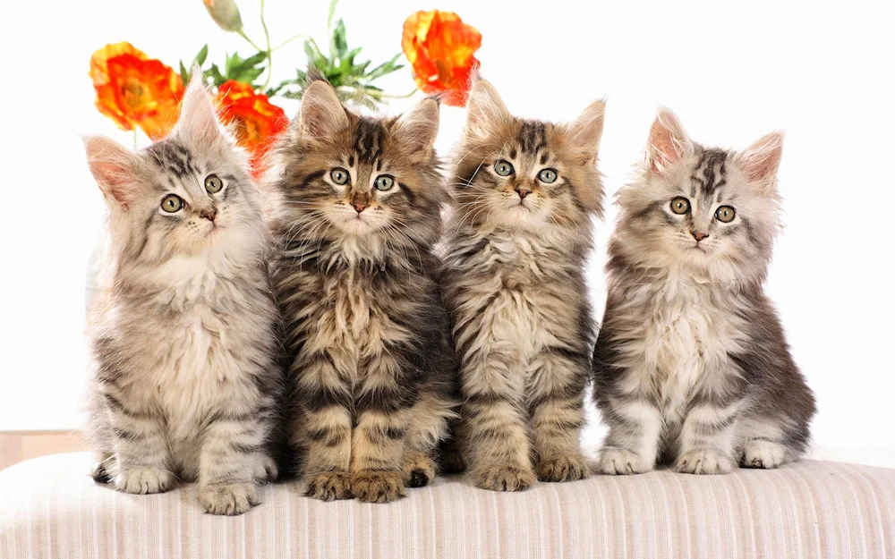 Beautiful kittens