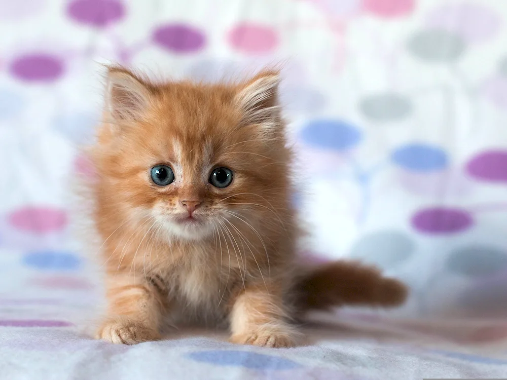 Ragdoll kittens