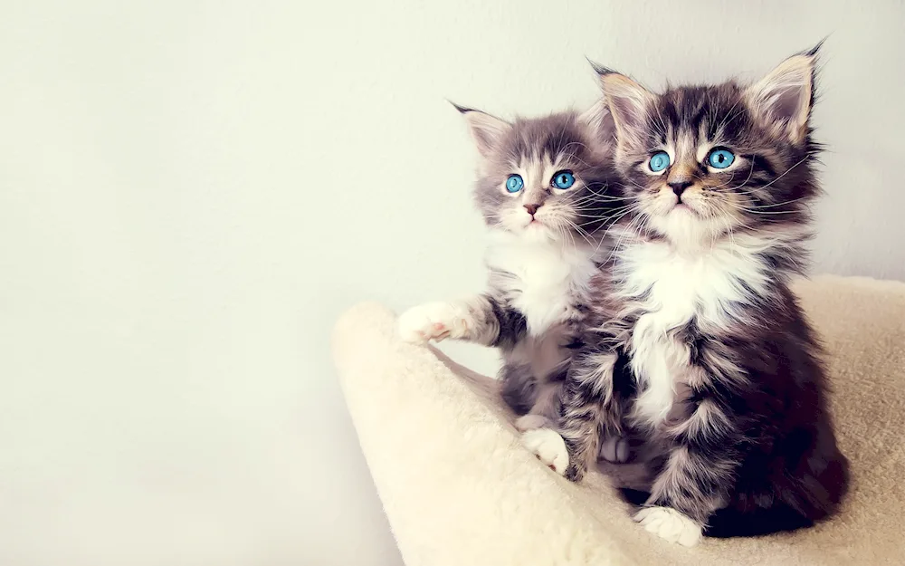 Beautiful kittens