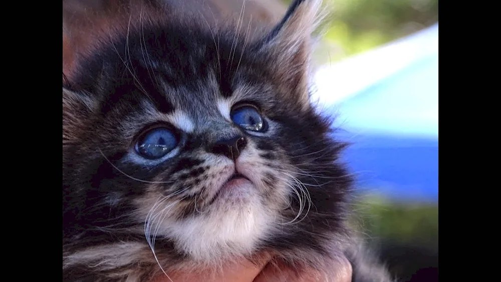 Funny cats kittens