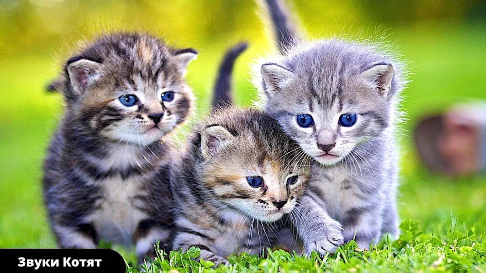 Beautiful kittens