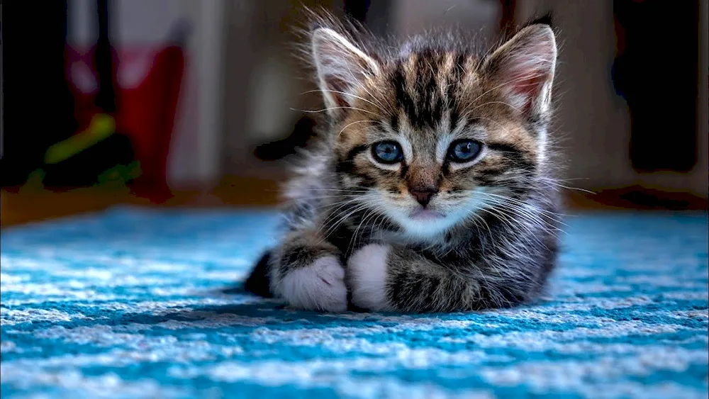 Striped kitten