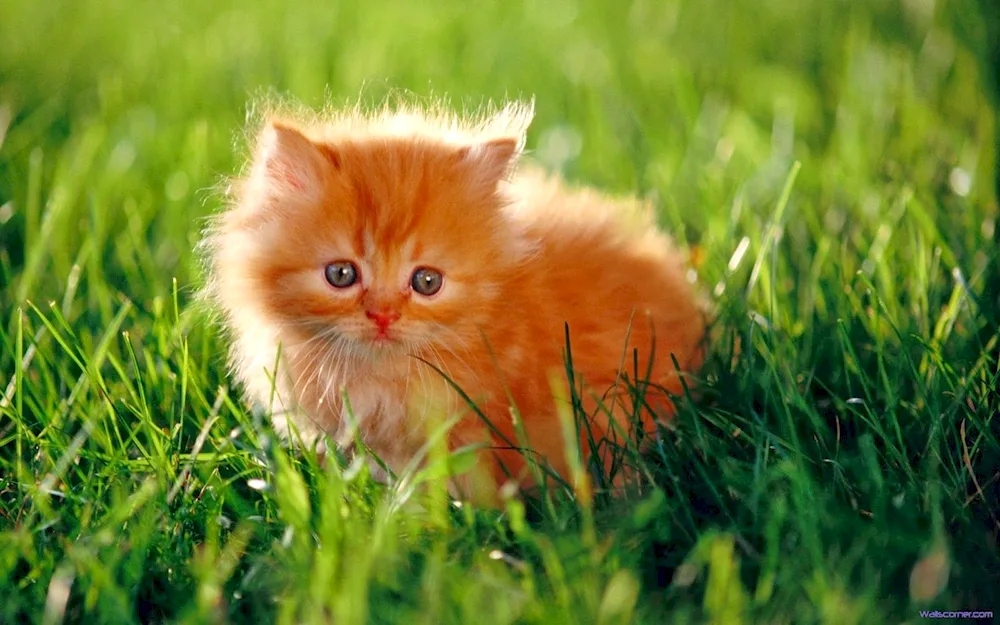 Maine Coon ginger kitten