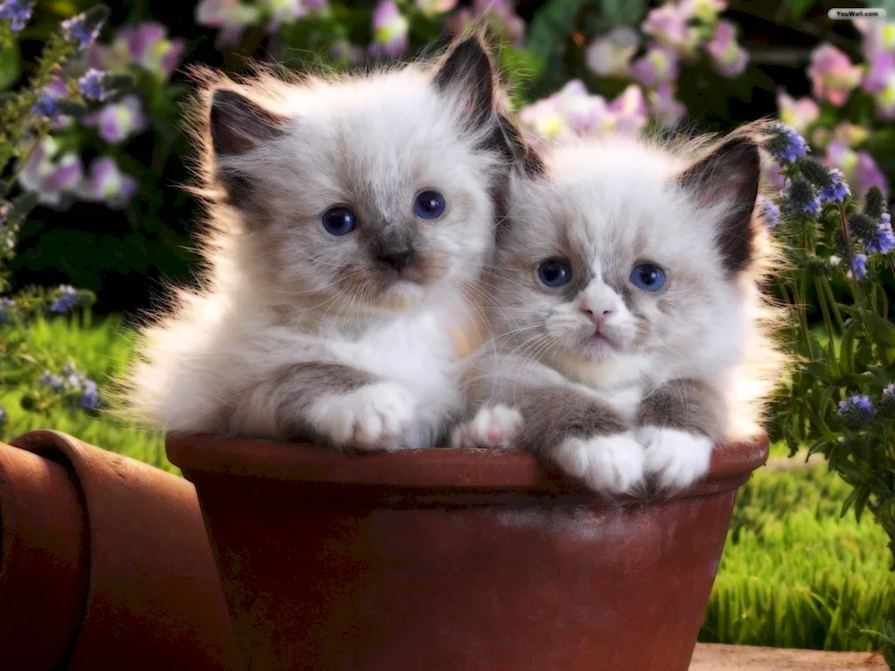 Cute kittens