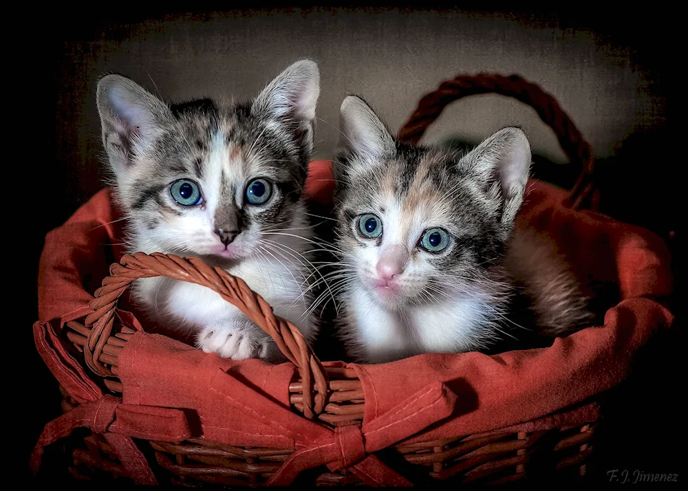 Cute cats