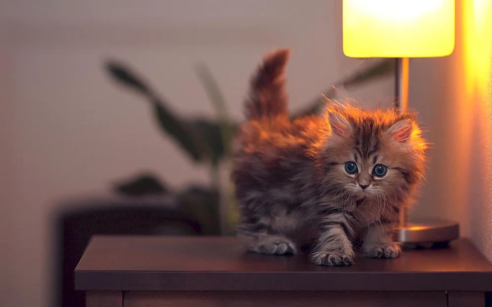 Cute cats