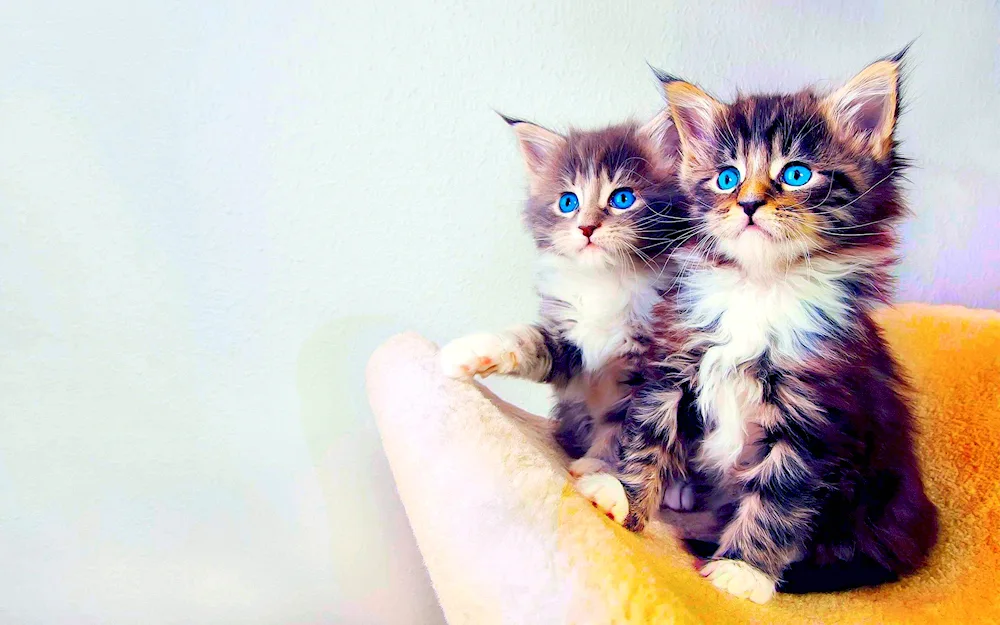 Cute kittens