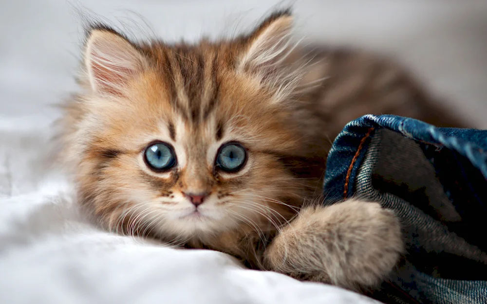 Siamese lop-eared kittens