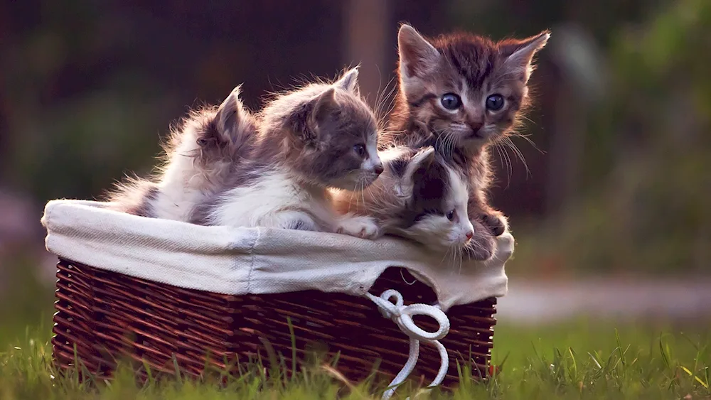 Beautiful kittens