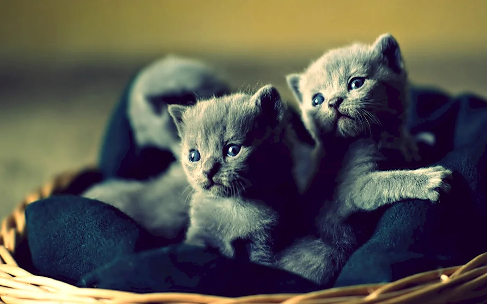 Beautiful kittens