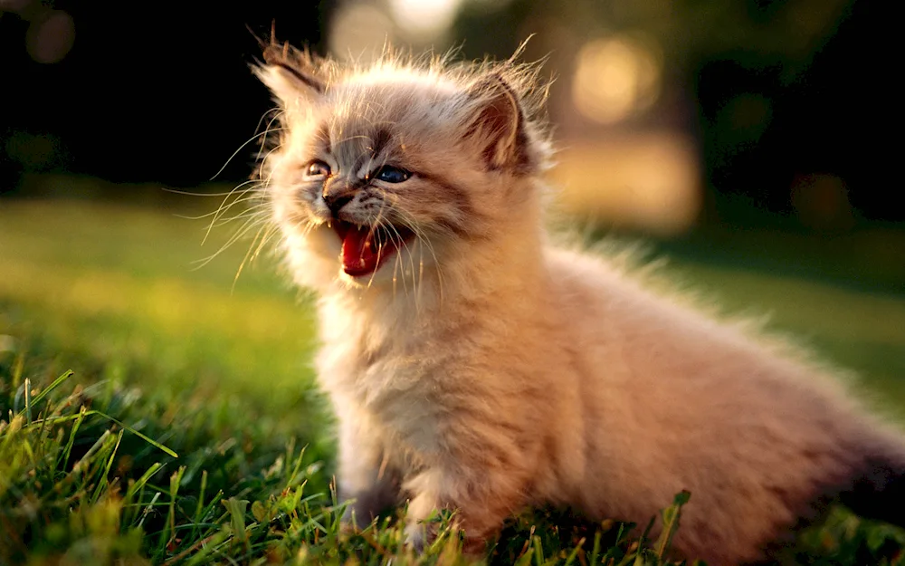 Ragdoll kittens