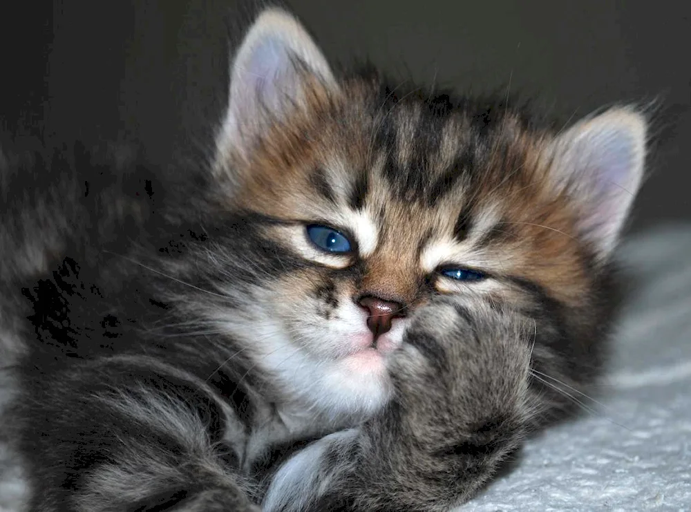 Maine- coon