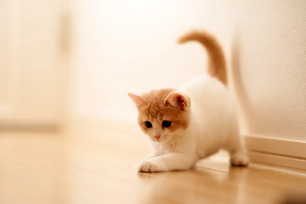 Cute kittens