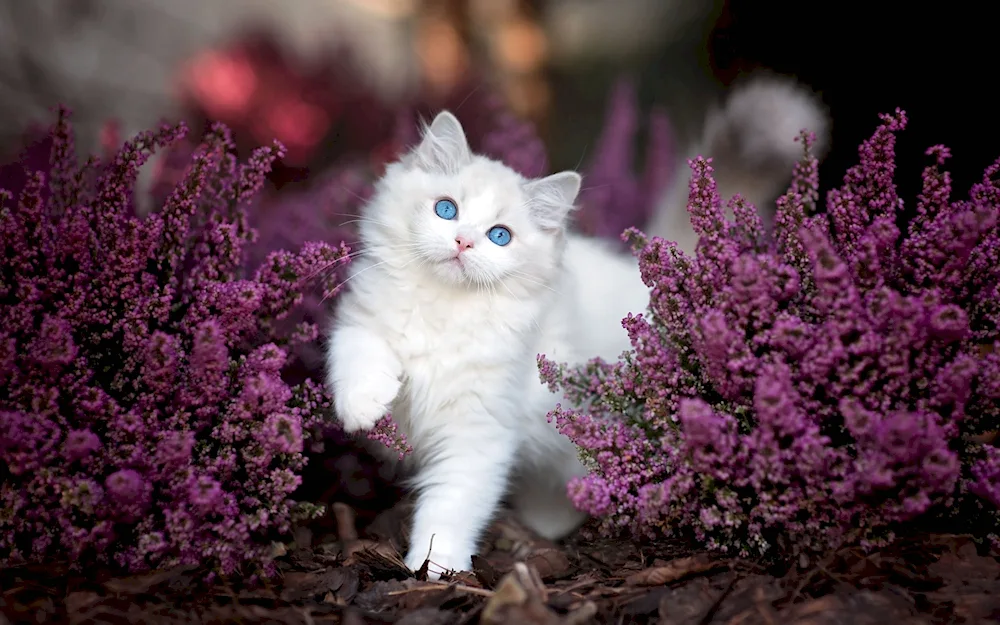 Kitten in flowers