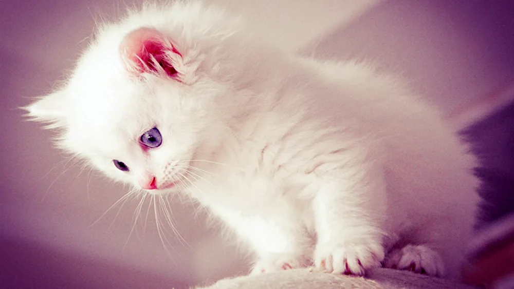 White kitten