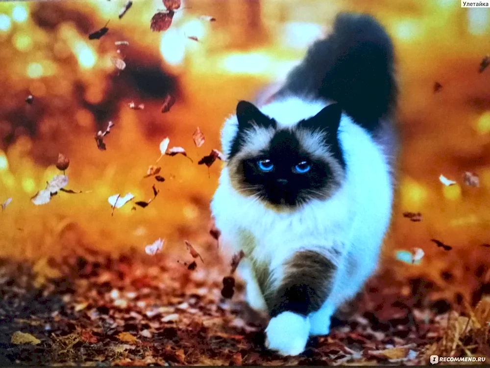 Beautiful Cats