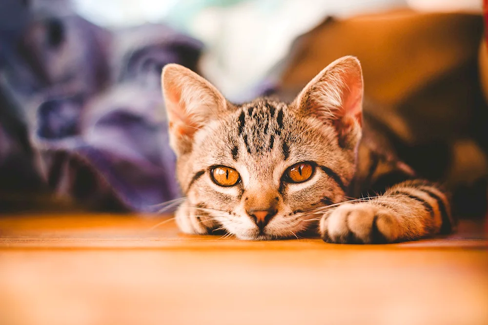 Beautiful cats